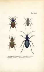 Laufkäfer der Familien Carabidae und Platyninae