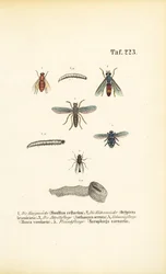 Schädliche Fliegenarten und ihre Larven