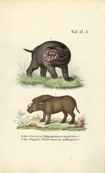 Flusspferd und Warzenschwein