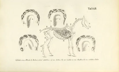 Pferdeanatomie: Skelett und Zahnentwicklung