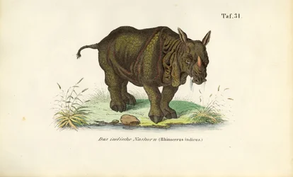 Indisches Nashorn