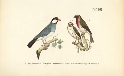 Java-Sperling und Karmingimpel