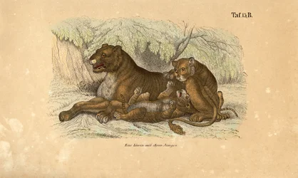 Löwin mit ihren Jungen