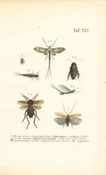Eintagsfliegen und Kakerlaken