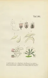Mikroskopische Rädertierchen: Brachionus, Ichthyidium, Chaetonotus und Melicerta