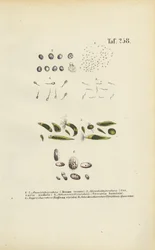 Mikroskopische Einzeller: Monadien, Cercarien und Parasiten