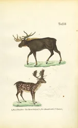 Elch und Damhirsch