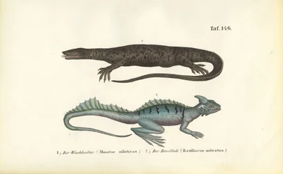 Nilwaran und Helmbasilisk