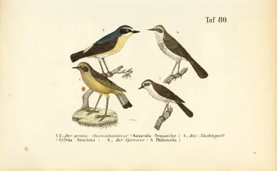 Steinschmätzer, Nachtigall und Sprosser