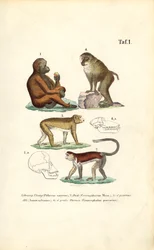Altweltliche Affen: Orang-Utan, Makak, Affe und Pavian