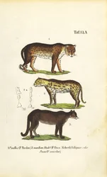 Panther, Jaguar und Puma