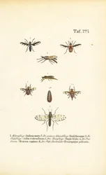 Räuberische und parasitäre Fliegenarten
