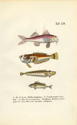 Roter Knurrhahn und bodenbewohnende Fische der europäischen Küstengewässer