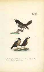 Ringdrossel und Wasseramsel