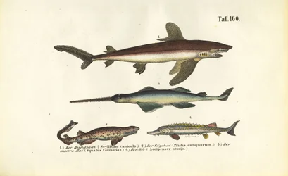 Haie und sturgeonartige Fische