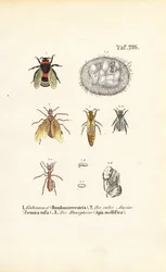 Soziale Insekten mit Entwicklungsstadien
