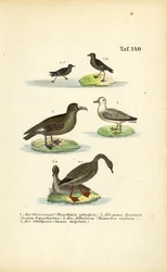 Sturmschwalbe, Große Raubmöwe, Albatros und Saatgans