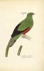 Pavoniner Quetzal