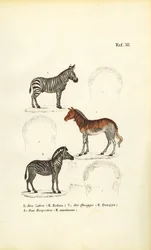 Drei Zebraarten