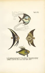 Tropische Zierfische