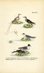 Tropische Seevögel: Tropikvogel, Scherenschnabel, Seeschwalbe und Lachmöwe
