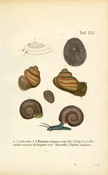 Verschiedene Süßwasser- und Napfschnecken