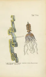 Venusgürtel und Wasserschlauch
