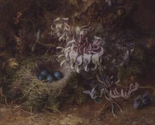 Vogelnest und Geißblatt