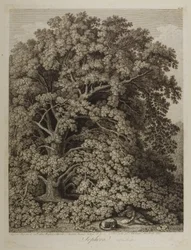 Sophora
