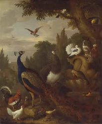 Pfau, Pfauhenne, Papageien, Kanarienvogel und andere Vögel in einem Park