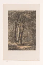 Jacoba-Laube