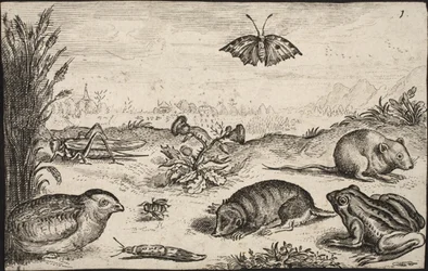 Kleine Tiere und Insekten: Heuschrecke, Schmetterling, Feldmaus, Rebhuhn, Biene, Schnecke, Maulwurf und Frosch
