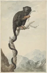 Ein Rothandtamarin