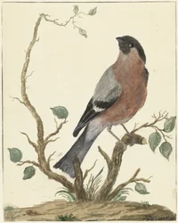 Gimpel
