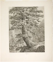 Tannenbaum