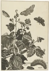 Wilde Rose mit Raupen und Schmetterlingen