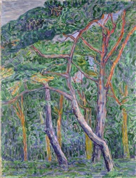 Kiefern