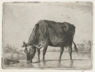 Trinkende Kuh