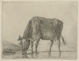 Trinkende Kuh