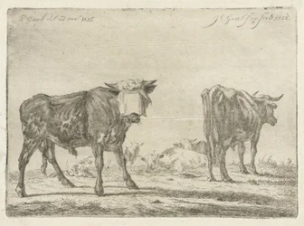 Geknebelter Stier bei einer Rinderherde