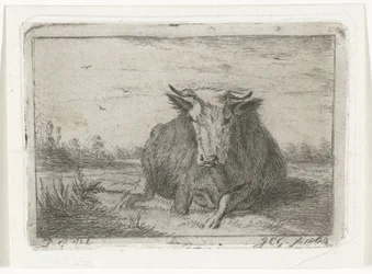 Liegende Kuh von vorne gesehen