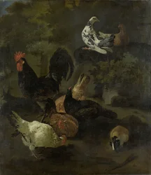 Ein Hahn, Hennen, Tauben und ein Murmeltier
