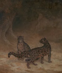 Nebelparder
