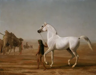 Der Wellesley Grey Araber durch die Wüste geführt