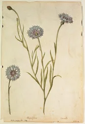 Kornblume: Centaurea cyanus, um 1568, von J.le Moyne de Morgues (um 1530-88)