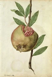 Granatapfel: Punica granatum, um 1568, von J.le Moyne de Morgues (um 1530-88)
