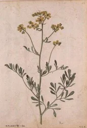Weinraute, ca. 1568
