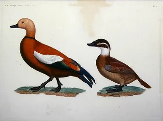 Kasarka-Ente