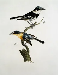 Männchen und Weibchen des Pririt Batis (Batis pririt)