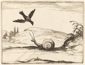 Krähe und Schnecke